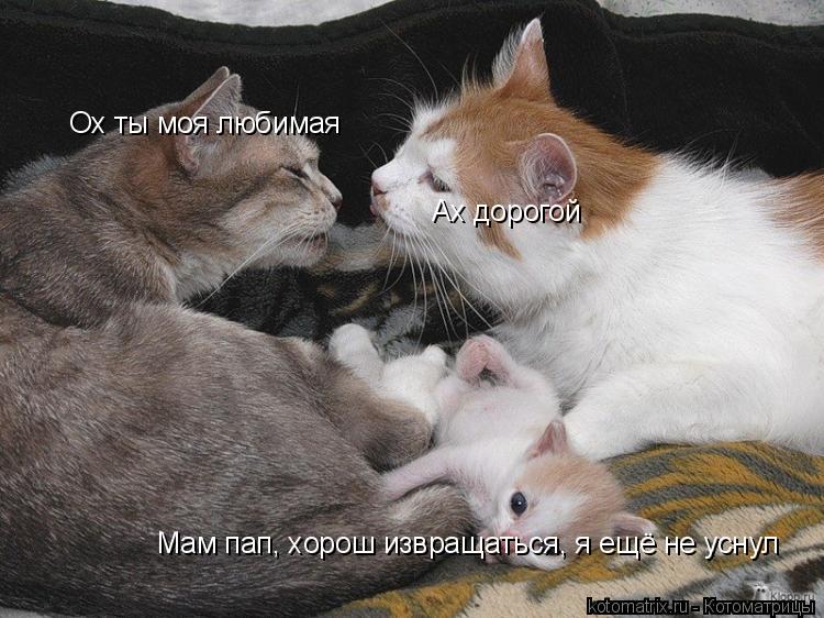 Котоматрица: Ох ты моя любимая Ах дорогой Мам пап, хорош извращаться, я ещё не уснул