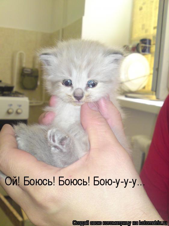 Котоматрица: Ой! Боюсь! Боюсь! Бою-у-у-у...