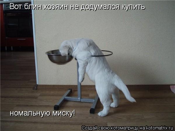 Котоматрица: Вот блин хозяин не додумался купить  номальную миску!