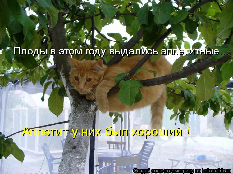 Котоматрица: Плоды в этом году выдались аппетитные... Аппетит у них был хороший !