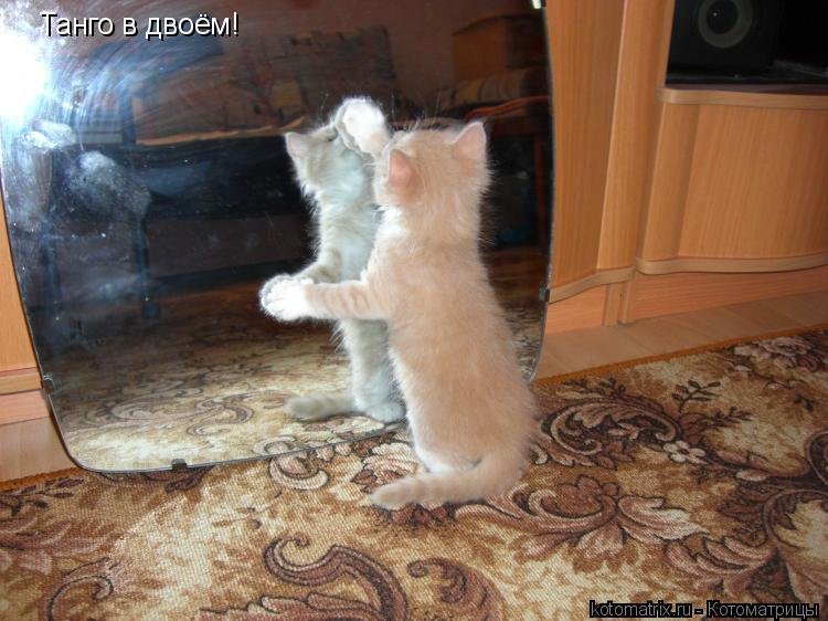 Котоматрица: Танго в двоём!