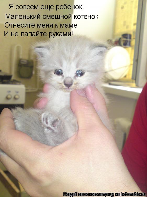 Котоматрица: Я совсем еще ребенок Маленький смешной котенок Отнесите меня к маме И не лапайте руками!