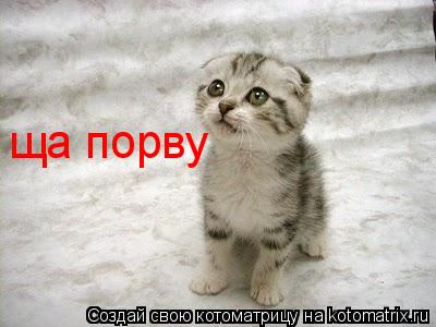 Котоматрица: ща порву