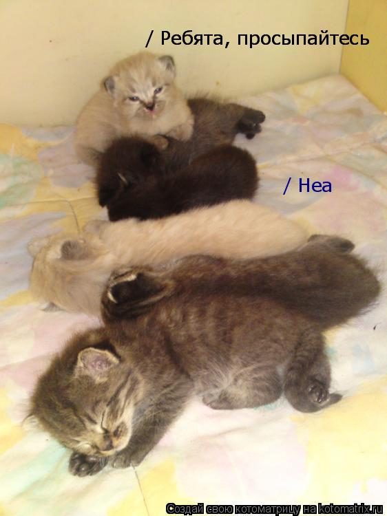 Котоматрица: / Ребята, просыпайтесь / Ребята, просыпайтесь / Неа