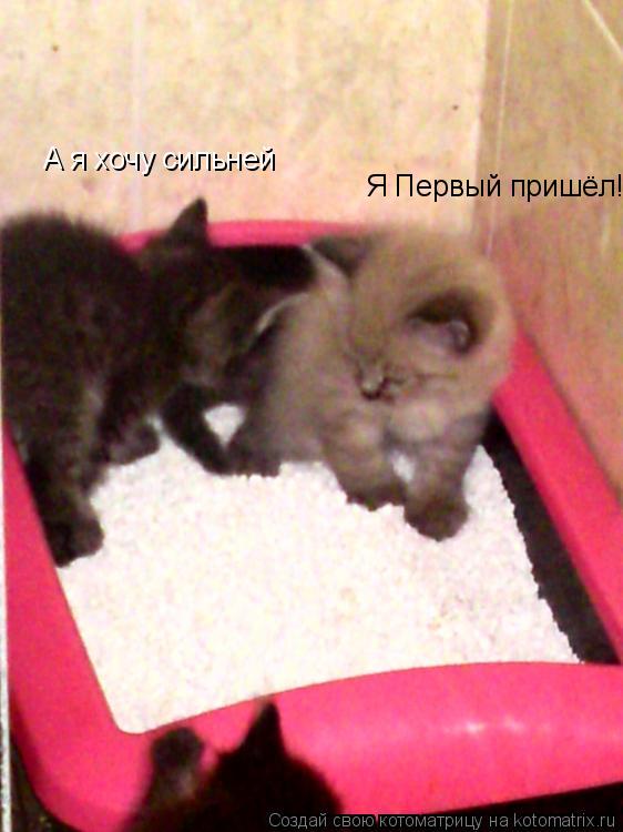 Котоматрица: Я Первый пришёл! А я хочу сильней
