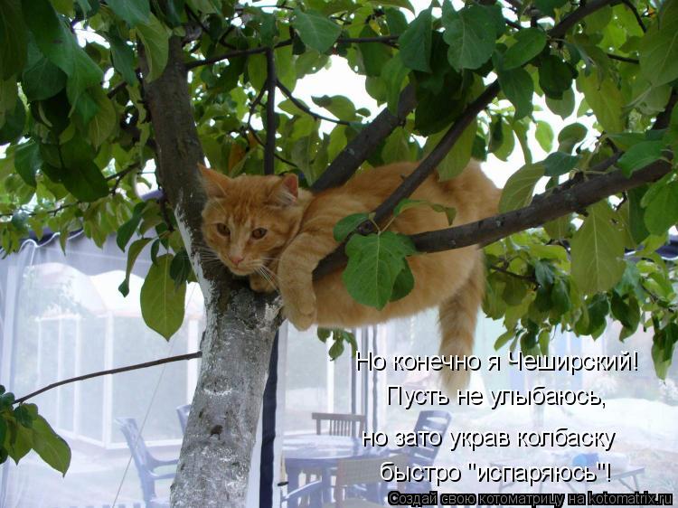 Котоматрица: Но конечно я Чеширский! Пусть не улыбаюсь, но зато украв колбаску быстро "испаряюсь"!