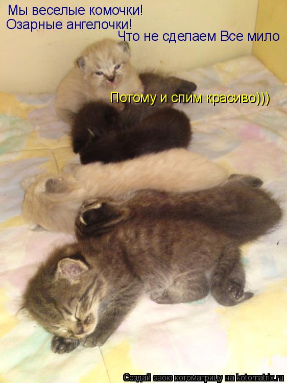 Котоматрица: Мы веселые комочки! Озарные ангелочки! Что не сделаем Все мило Потому и спим красиво)))