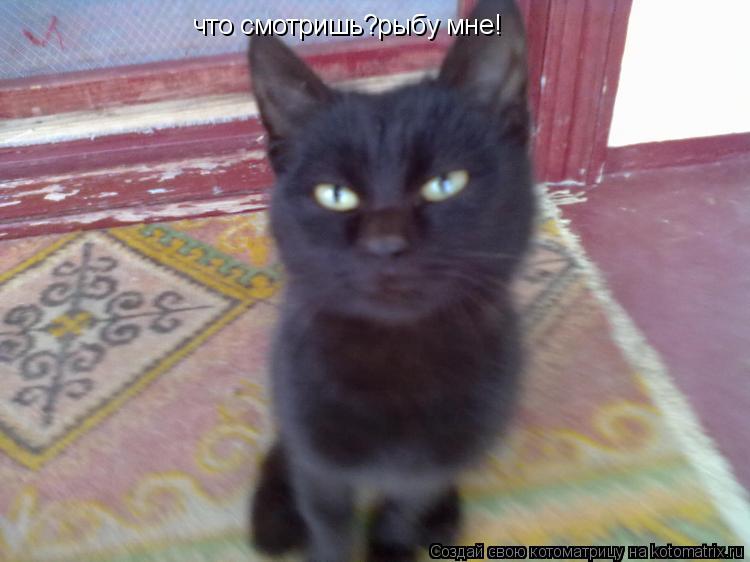 Котоматрица: что смотришь?рыбу мне!