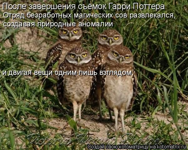 Котоматрица: После завершения съёмок Гарри Поттера Отряд безработных магических сов развлекался, создавая природные аномалии и двигая вещи одним лишь 