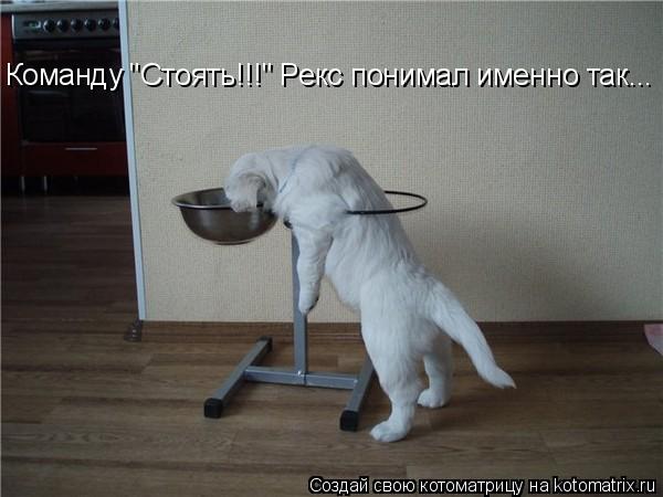 Котоматрица: Команду "Стоять!!!" Рекс понимал именно так...