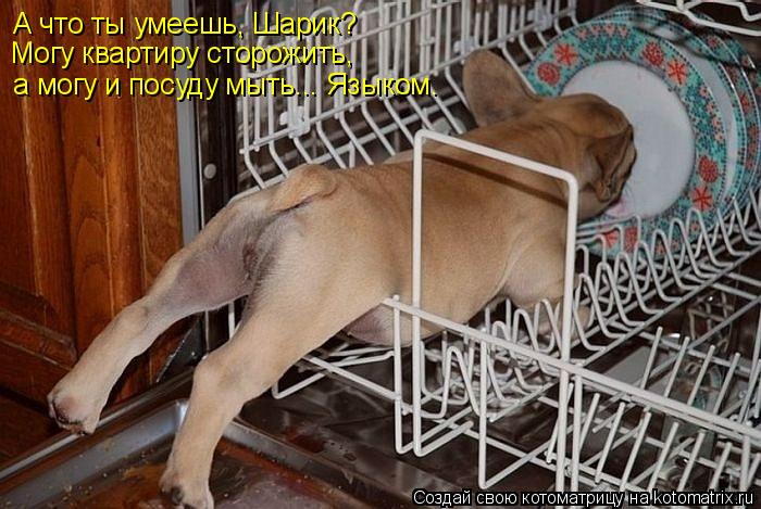 Котоматрица: А что ты умеешь, Шарик? Могу квартиру сторожить, а могу и посуду мыть... Языком.