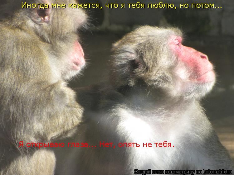 Котоматрица: Иногда мне кажется, что я тебя люблю, но потом...  Я открываю глаза... Нет, опять не тебя.