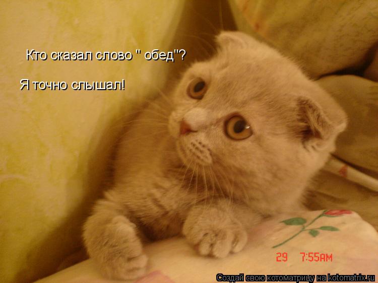 Котоматрица: Кто сказал слово " обед"? Я точно слышал!