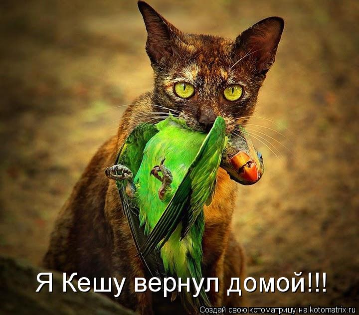 Я Кешу вернул домой!!!... Котоматрица: Я Кешу вернул домой!!!