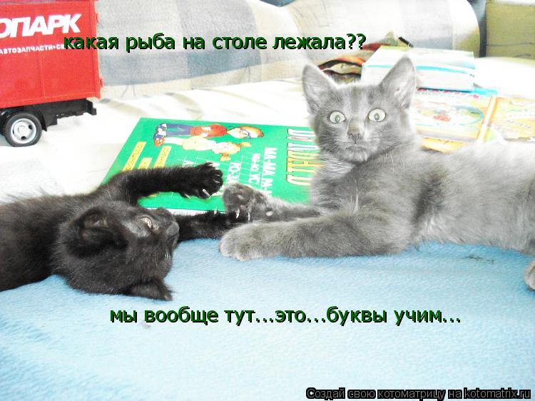 какая рыба на столе лежала?? мы вообще тут...это...буквы учим...... Котоматрица: какая рыба на столе лежала?? мы вообще тут...это...буквы учим...