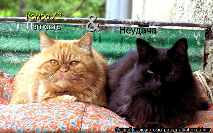 Комбо Х2: Наглость & Неудача... Котоматрица: Комбо Х2: Наглость & Неудача