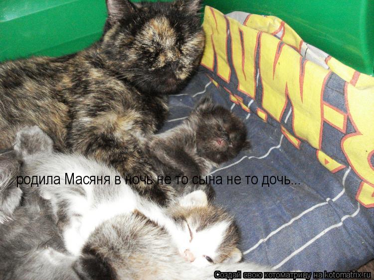 родила Масяня в ночь не то сына не то дочь...... Котоматрица: родила Масяня в ночь не то сына не то дочь...