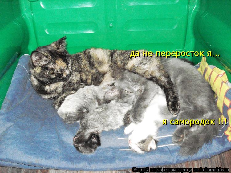 да не переросток я... я самородок !!!... Котоматрица: да не переросток я... я самородок !!!