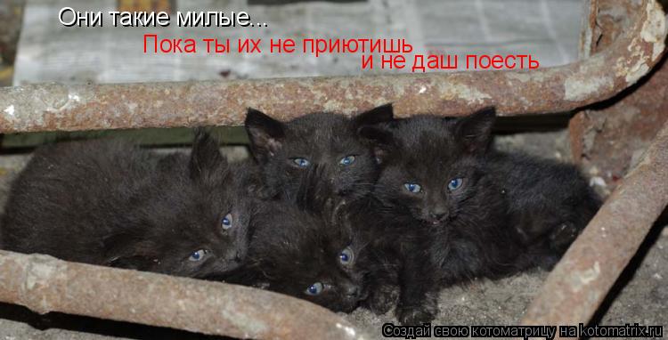 Они такие милые... Пока ты их не приютишь и не даш поесть... Котоматрица: Они такие милые... Пока ты их не приютишь и не даш поесть