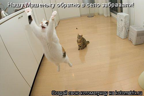 Нашу Машеньку обратно в село забрааали!... Котоматрица: Нашу Машеньку обратно в село забрааали!