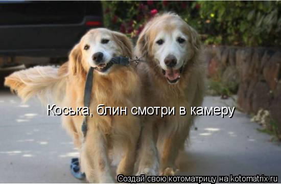 Коська, блин смотри в камеру... Котоматрица: Коська, блин смотри в камеру