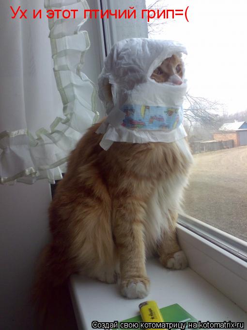 Ух и этот птичий грип=(... Котоматрица: Ух и этот птичий грип=(