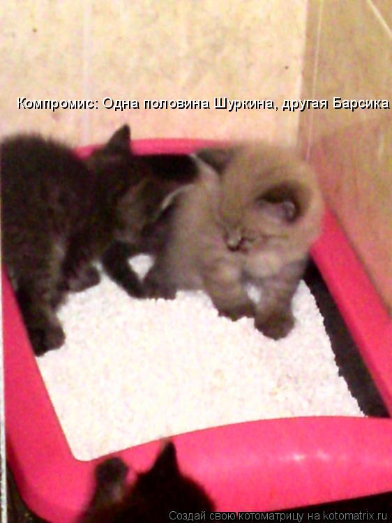 Компромис: Одна половина Шуркина, другая Барсика... Котоматрица: Компромис: Одна половина Шуркина, другая Барсика