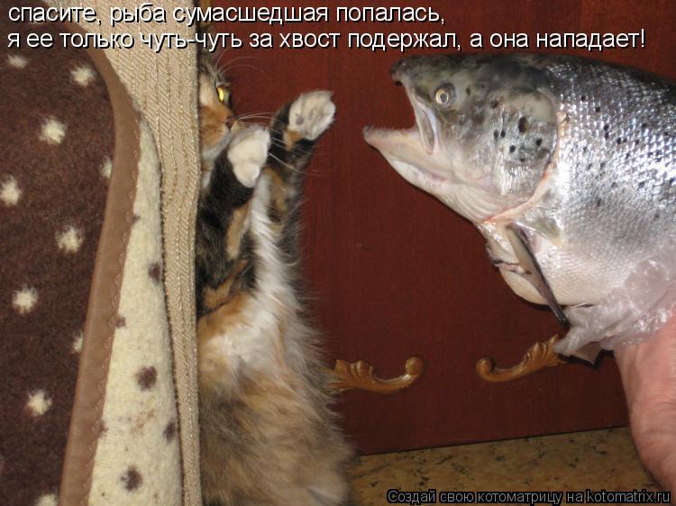 спасите, рыба сумасшедшая попалась, я ее только чуть-чуть за хвост подержал, а она нападает!... Котоматрица: спасите, рыба сумасшедшая попалась, я ее только чуть-чуть за хвост подержал, а она нападает!