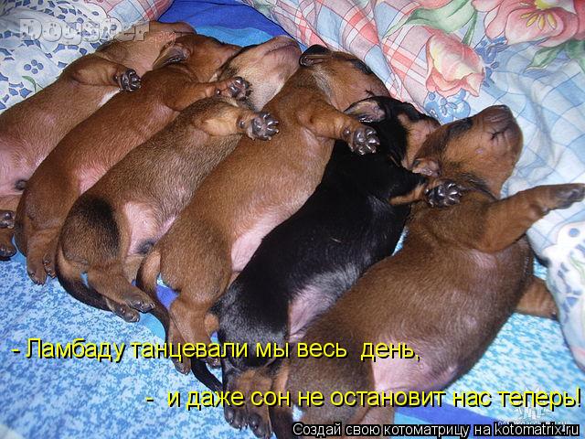 - Ламбаду танцевали мы весь день, - и даже сон не остановит нас теперь!... Котоматрица: - Ламбаду танцевали мы весь день, - и даже сон не остановит нас теперь!