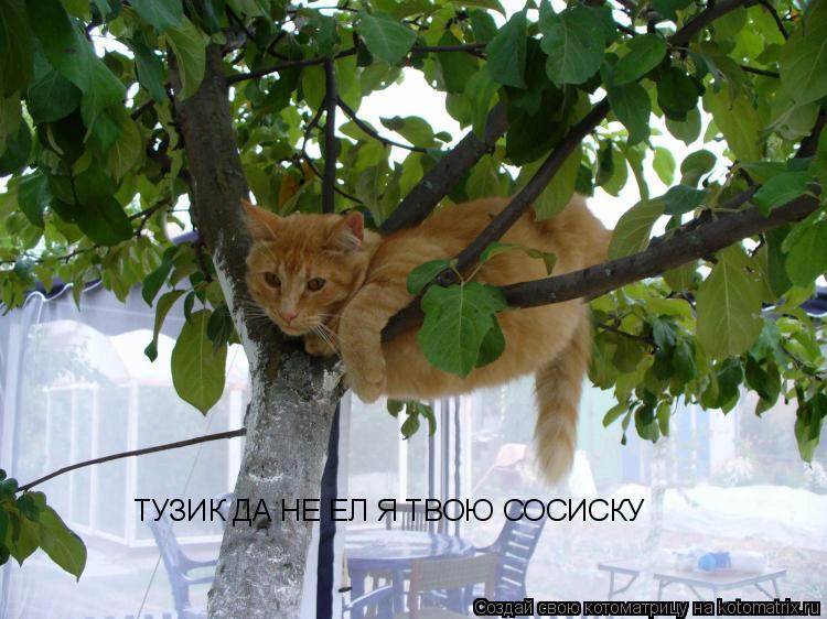 ТУЗИК ДА НЕ ЕЛ Я ТВОЮ СОСИСКУ... Котоматрица: ТУЗИК ДА НЕ ЕЛ Я ТВОЮ СОСИСКУ