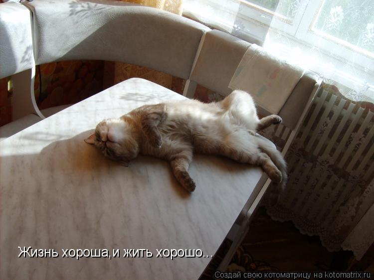 Жизнь хороша,и жить хорошо...... Котоматрица: Жизнь хороша,и жить хорошо...