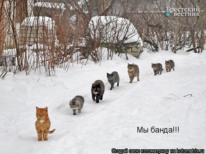 Мы банда!!!... Котоматрица: Мы банда!!!