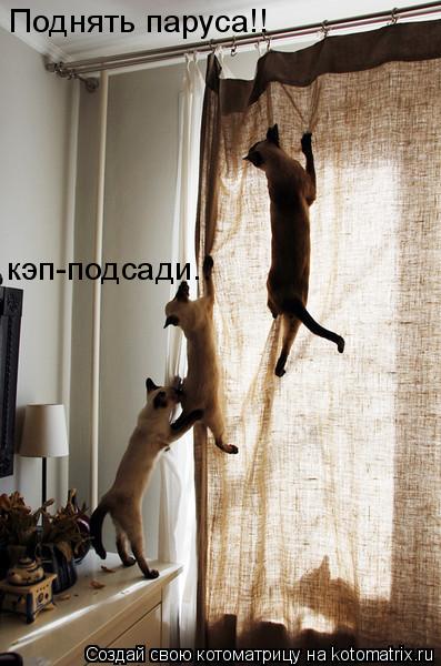 Поднять паруса!! кэп-подсади..... Котоматрица: Поднять паруса!! кэп-подсади..