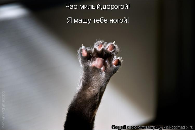 Чао милый,дорогой! Я машу тебе ногой!... Котоматрица: Чао милый,дорогой! Я машу тебе ногой!