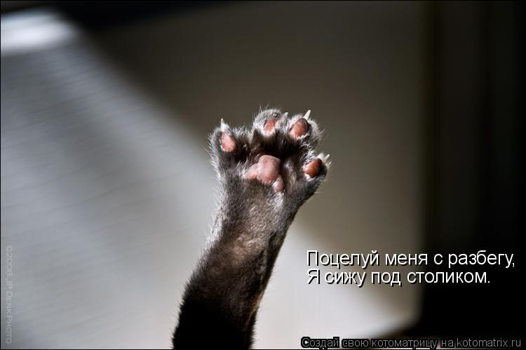 Поцелуй меня с разбегу, Я сижу под столиком.... Котоматрица: Поцелуй меня с разбегу, Я сижу под столиком.