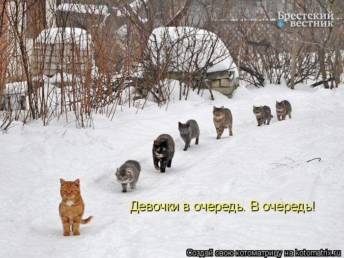 Девочки в очередь. В очередь!... Котоматрица: Девочки в очередь. В очередь!