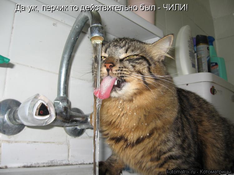 Да уж, перчик то действительно был - ЧИЛИ!... Котоматрица: Да уж, перчик то действительно был - ЧИЛИ!