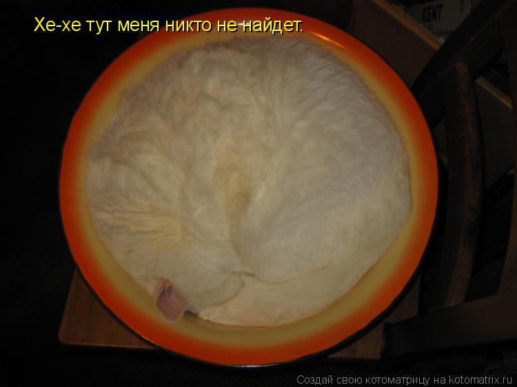 Хе-хе тут меня никто не найдет.... Котоматрица: Хе-хе тут меня никто не найдет.