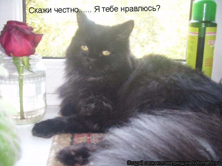 Скажи честно...... Я тебе нравлюсь?... Котоматрица: Скажи честно...... Я тебе нравлюсь?