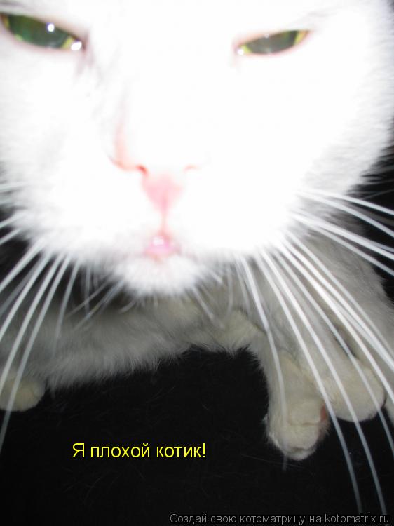 Я плохой котик!... Котоматрица: Я плохой котик!