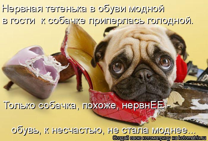 Нервная тетенька в обуви модной в гости к собачке приперлась голодной. Только собачка, похоже, нерв... Котоматрица: Нервная тетенька в обуви модной в гости к собачке приперлась голодной. Только собачка, похоже, нервнЕЕ - обувь, к несчастью, не стала моднее