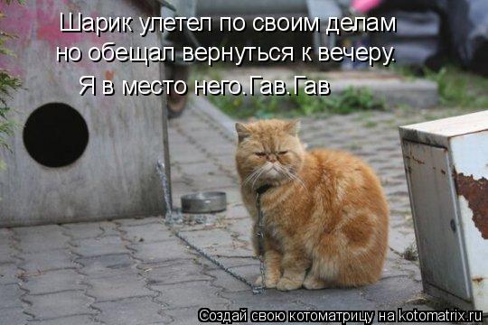 Шарик улетел по своим делам но обещал вернуться к вечеру. Я в место него.Гав.Гав... Котоматрица: Шарик улетел по своим делам но обещал вернуться к вечеру. Я в место него.Гав.Гав