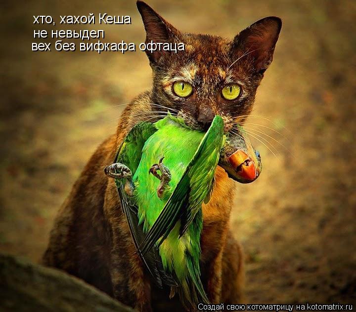 хто, хахой Кеша не невыдел вех без вифкафа офтаца... Котоматрица: хто, хахой Кеша не невыдел вех без вифкафа офтаца