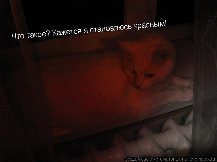 Что такое? Кажется я становлюсь красным!... Котоматрица: Что такое? Кажется я становлюсь красным!