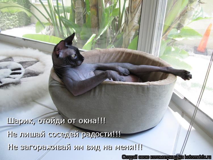 Шарик, отойди от окна!!! Не лишай соседей радости!!! Не загораживай им вид на меня!!!... Котоматрица: Шарик, отойди от окна!!! Не лишай соседей радости!!! Не загораживай им вид на меня!!!