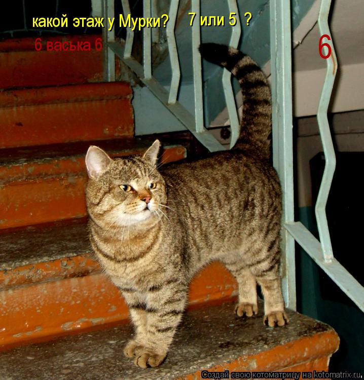 какой этаж у Мурки? 7 или 5 ? 6 васька 6 6... Котоматрица: какой этаж у Мурки? 7 или 5 ? 6 васька 6 6