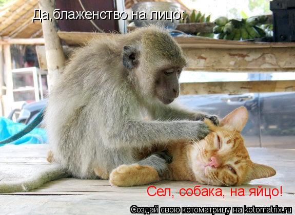 Да,блаженство на лицо: Сел, собака, на яйцо!... Котоматрица: Да,блаженство на лицо: Сел, собака, на яйцо!