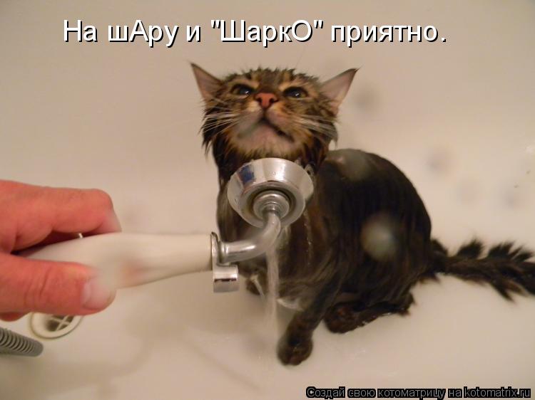 На шАру и "ШаркО" приятно.... Котоматрица: На шАру и "ШаркО" приятно.