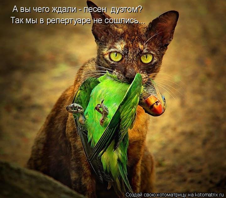 А вы чего ждали - песен дуэтом? Так мы в репертуаре не сошлись...... Котоматрица: А вы чего ждали - песен дуэтом? Так мы в репертуаре не сошлись...