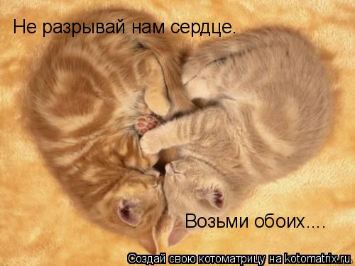 Не разрывай нам сердце. Возьми обоих....... Котоматрица: Не разрывай нам сердце. Возьми обоих....